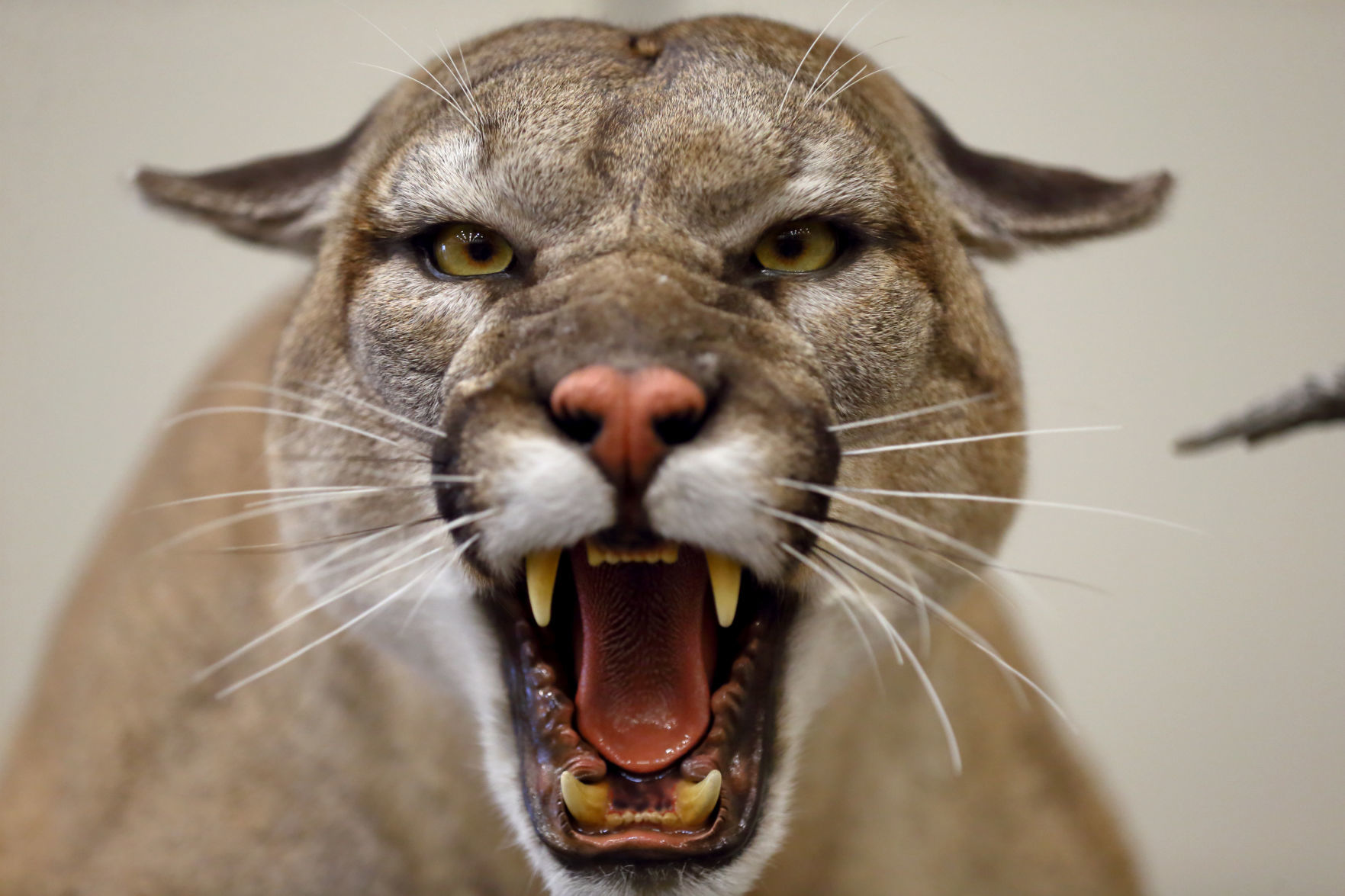 2019 World Taxidermy & Fish Carving Championships in Springfield, Mo.